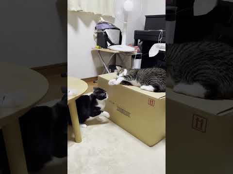 お母さんに反抗する反抗期の猫 #shorts(YouTube)