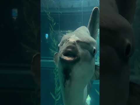 【海遊館】目(YouTube)