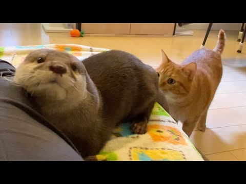 猫にちょっかい出されながらも変な姿勢で寝続ける意地のカワウソ Otter sleeping while being messed with by a cat(YouTube)