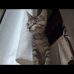 初めての豪雨と雷に怯える片目の子猫(YouTube)