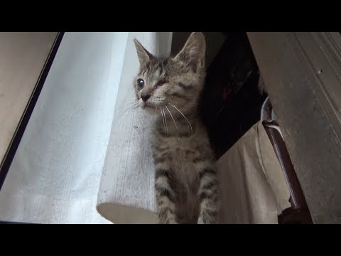 初めての豪雨と雷に怯える片目の子猫(YouTube)
