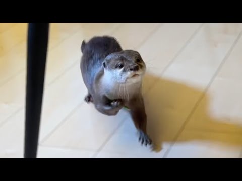 夜ご飯の食材をカワウソに持っていかれてしまって困る家族 family in trouble when an otter takes the food for dinner.(YouTube)