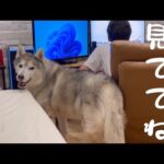 姉のPCを占領する兄の肘置きとしてその役目を全うするシベリアンハスキー(YouTube)