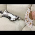夏バテしてる猫を扇子で仰いであげたら気持ち良すぎてこうなったwww(YouTube)