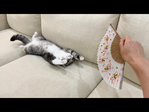 夏バテしてる猫を扇子で仰いであげたら気持ち良すぎてこうなったwww(YouTube)