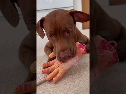怖すぎ‼︎飼い主の腕を食べようとするピットブルw#shorts(YouTube)