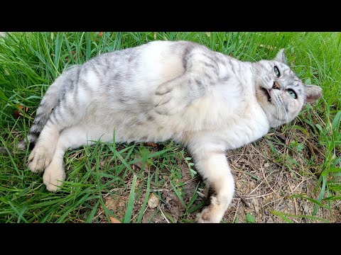 アザラシ猫が人間に立派なお腹を見せつけて誘惑してきた(YouTube)