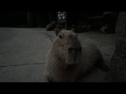 カピバラお月見ライブ(YouTube)