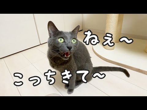ついにハムちゃんもお返事猫になりました！！(YouTube)