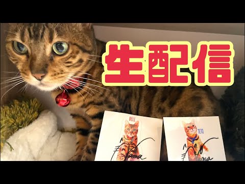 【生配信9/14】お天気の良い昼休みは猫でも見てひと息つきませんか？生配信(YouTube)