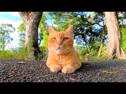 公園にいた茶トラ猫がカワイイ(YouTube)