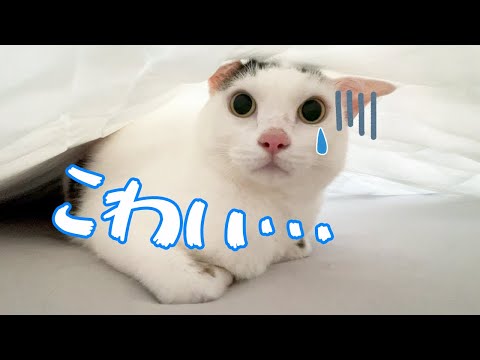 チロさんが掃除機を怖がりすぎて大変です…！(YouTube)