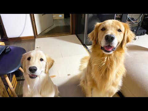ジョイさんお誕生日前倒しでお送りいたします(YouTube)