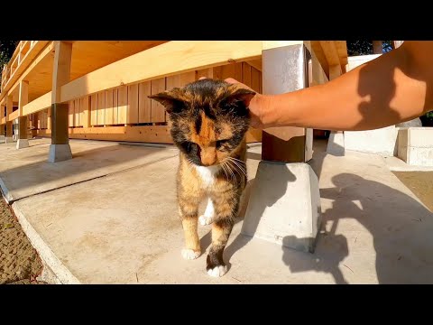 神社に行ったら床下から三毛猫がモフられに出てきた(YouTube)