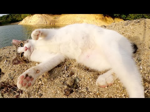 ハイテンションなキジシロ猫がダムのほとりで砂遊びをする(YouTube)