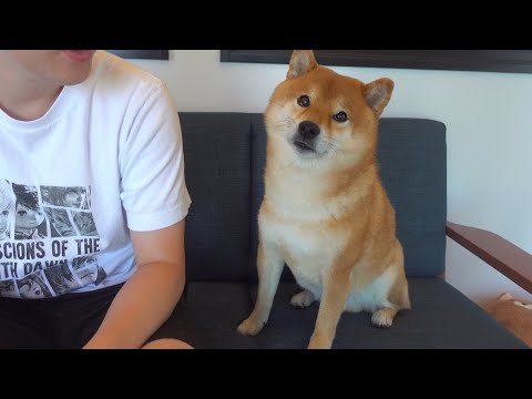 柴犬はどんな状況でも隣にきてくれるようです。(YouTube)