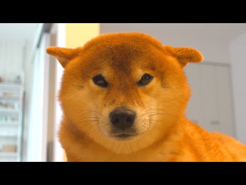 体を乾かしてる時の柴犬が可愛すぎて時空越える。(YouTube)