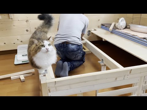 お父さんのDIYをずっと監視する猫(YouTube)