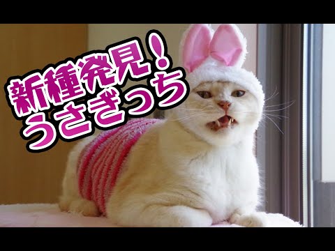 【猫動画】新種発見！うさぎっち〜にゃんともパレード〜#220(YouTube)