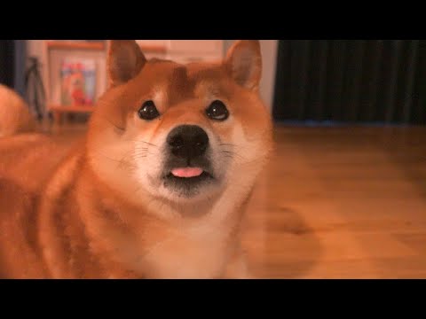 早朝かわいい光景が目の前に広がってたので、ご褒美あげてみた。(YouTube)