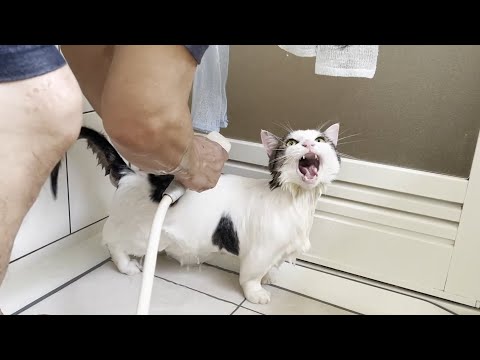 拭かれるときだけ大人しくなる猫がかわいい(YouTube)