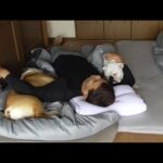 ママがいなくなったので寂しく愛犬と密になって寝ようと思います…(YouTube)