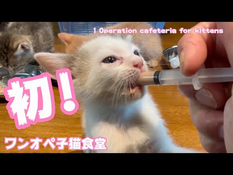 初‼ワンオペ子猫食堂(YouTube)