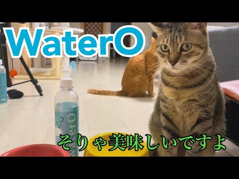 美味しいお水を知ってる猫たちの反応が面白いwww(YouTube)