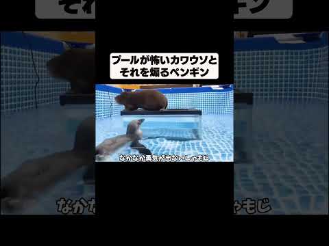 プールを怖がるカワウソを煽るペンギンｗｗ(YouTube)