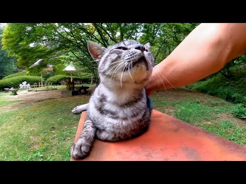 消火栓の上で寝ていた野良猫を撫でるとゴロゴロ喜んでカワイイ(YouTube)