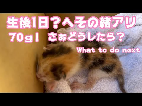 生後1日！70ｇwww さぁどうするか？　What to dou next(YouTube)