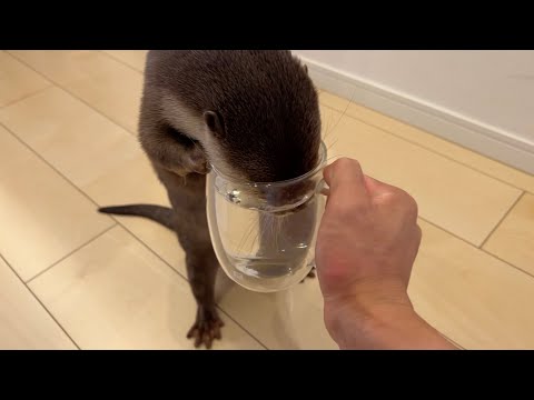カワウソに取っ手つきの水入りコップを渡してみたら… I gave an otter a glass of water with a handle.(YouTube)