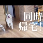 お出迎えの喜びが姉と兄とで格差を感じるシベリアンハスキー(YouTube)