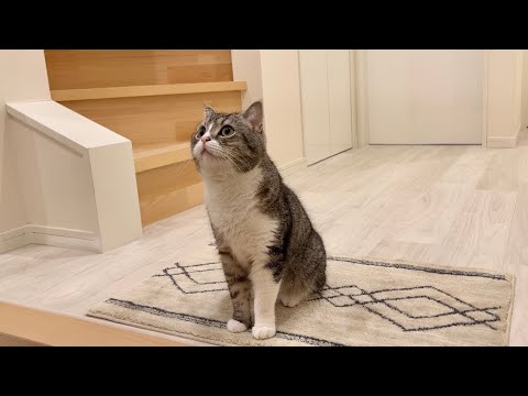 飼い主のお見送りに間に合わなかった猫がこうなってました…(YouTube)