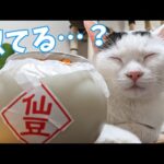 カリン様に似てるチロさんに仙豆買ってきた(YouTube)