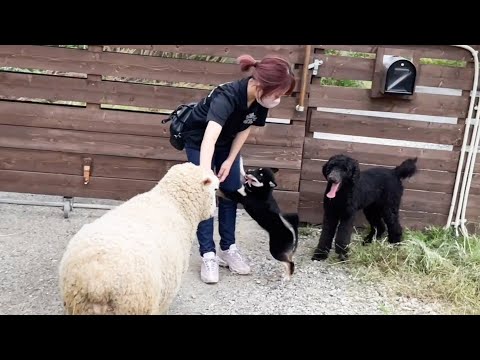 ママの帰りが待ち遠しすぎる動物たち(YouTube)