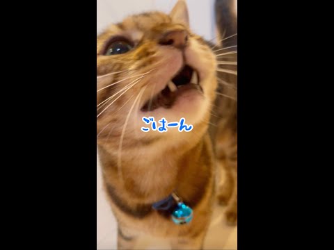 幸せな猫の育児🐈 #shorts(YouTube)