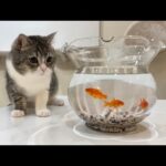 猫が生まれて初めて金魚を見たらとんでもない行動に出ました…(YouTube)