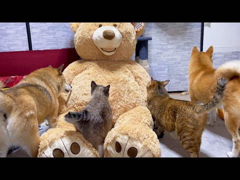 超大きいぬいぐるみを部屋に置いたら犬も猫も大はしゃぎでした(笑)(YouTube)