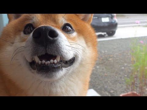 無類の猫好きの柴犬が、駐車場で何かを発見したようです。(YouTube)