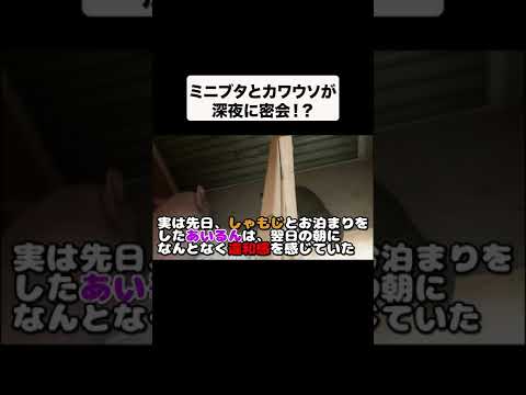 ミニブタがカワウソと密会してる！？(YouTube)