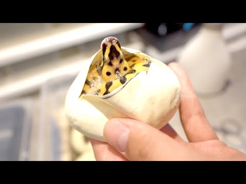【ヘビ孵化の瞬間】孵化直前のボールパイソンの卵を割って中を見てみると…(YouTube)