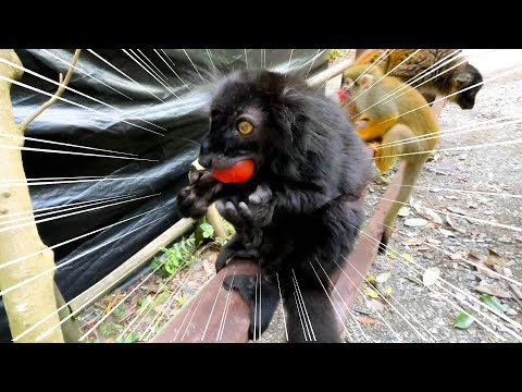 小さなお口にミニトマトが完全にハマってしまったクロキツネザル(YouTube)