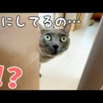 久々の猫とのかくれんぼでまさかの結果になりましたｗ(YouTube)