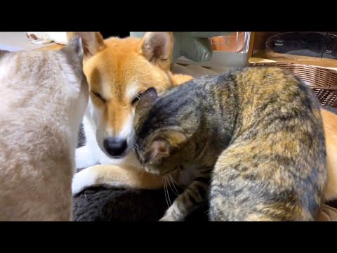 猫達のお願いは柴犬が叶えてくれます(YouTube)