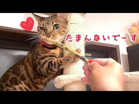 飼い主の留守中に『マタタビの枝』にドハマりする猫さん(YouTube)