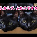 【猫動画】もしかして、ふたごですか？〜にゃんともパレード〜#214(YouTube)