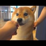 柴犬のブラッシング中に子猫さん、やらかす。(YouTube)