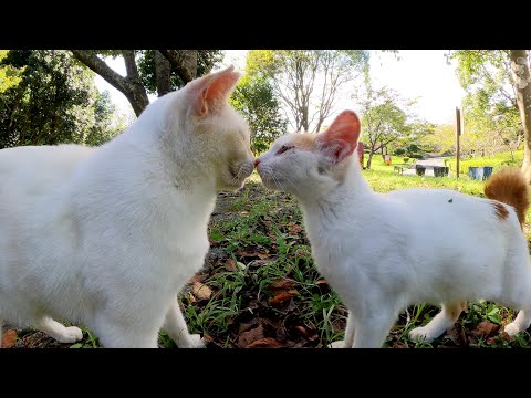 薄茶シロ猫と遊んでいたら、子猫が「僕も仲間に入れてよ～」と寄ってきた(YouTube)