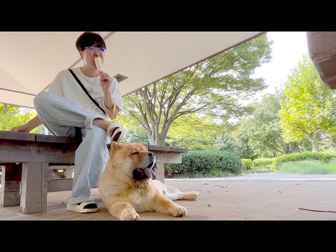初めての公園に連れて行ったら超興奮&暴走するチャウチャウ犬(YouTube)